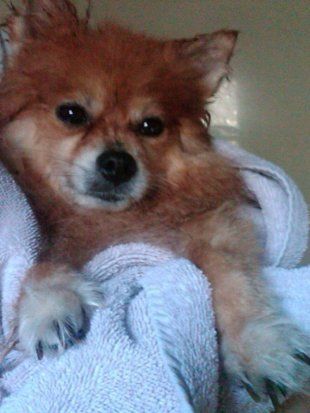 Dog8 — Pet Grooming in Saugerties,, NY