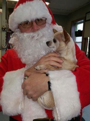 Dog with Santa2 — Pet Grooming in Saugerties,, NY