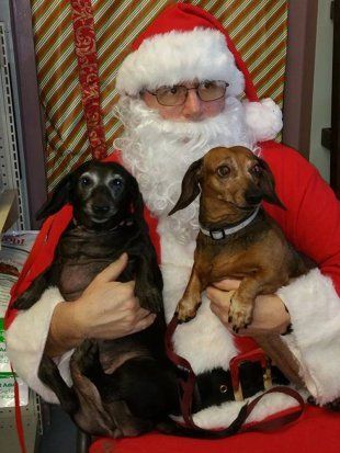Dog with Santa3 — Pet Grooming in Saugerties,, NY