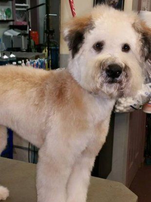 Dog14 — Pet Grooming in Saugerties,, NY