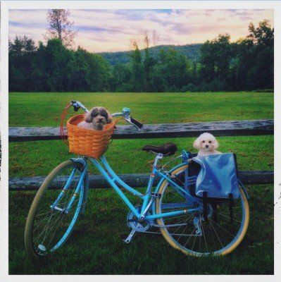 Two Puppies in Bike — Pet Grooming in Saugerties,, NY