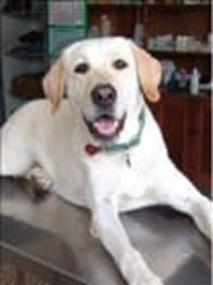 Dog2 — Pet Grooming in Saugerties,, NY