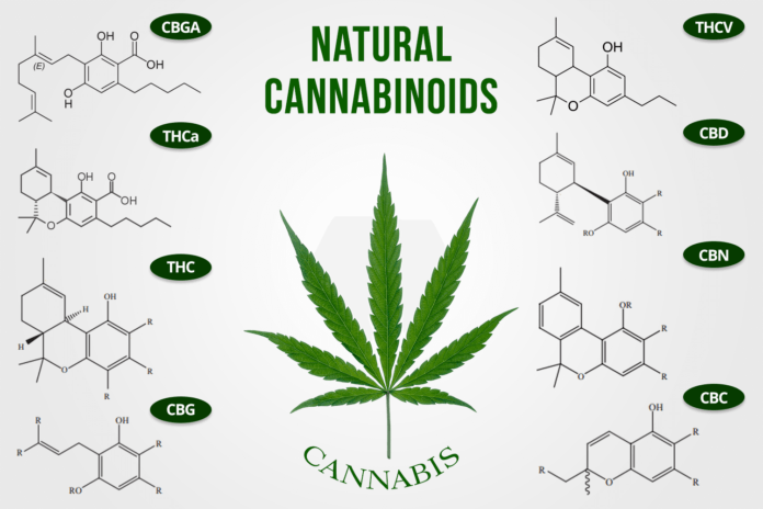 Cannabinoids Beyond Thc And Cbd 7446