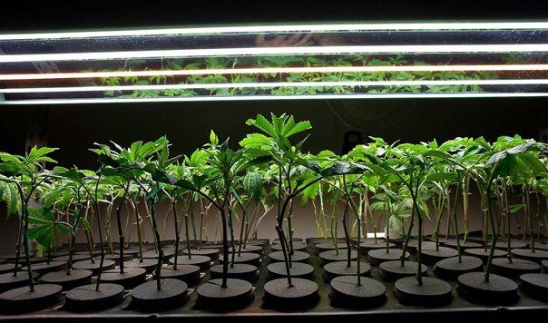 What are the benefits of marijuana clones?