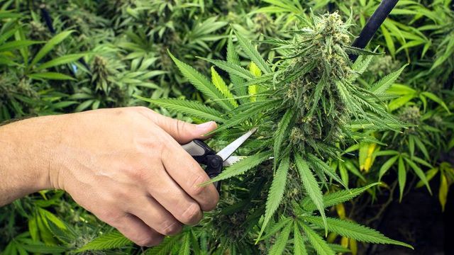 when to harvest marijuana