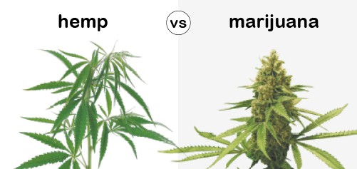 What's the Difference Between Hemp and Marijuana?