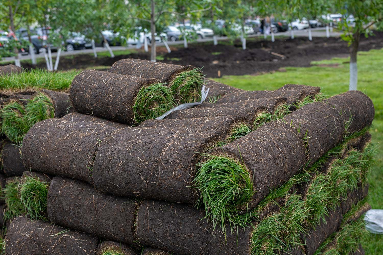Sod Installation in Backyard