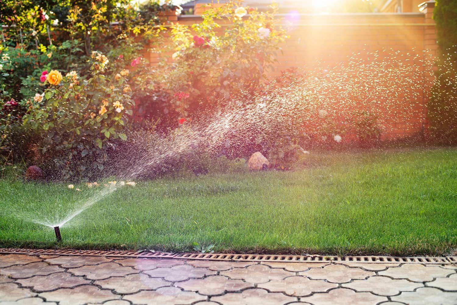 Irrigation System in Backyard