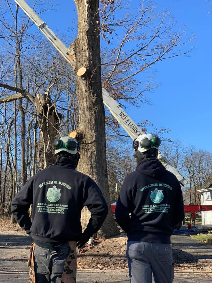 Tree Removal Chester County PA