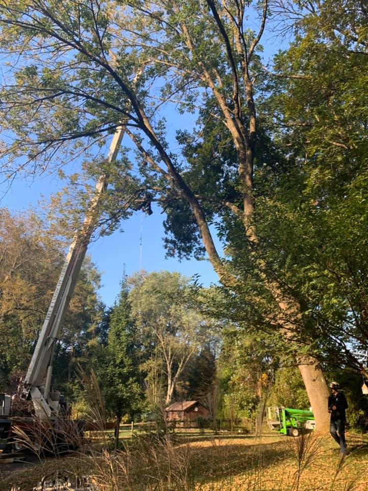 Tree Trimming Chester County PA