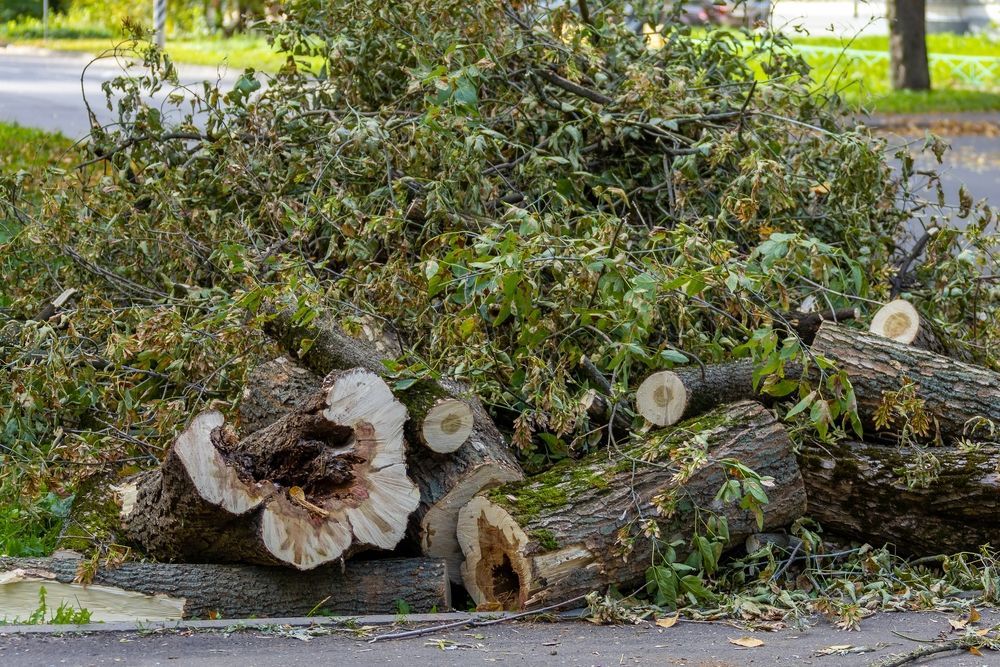 Pile of cut logs and branches on a street, some with visible tree rings.