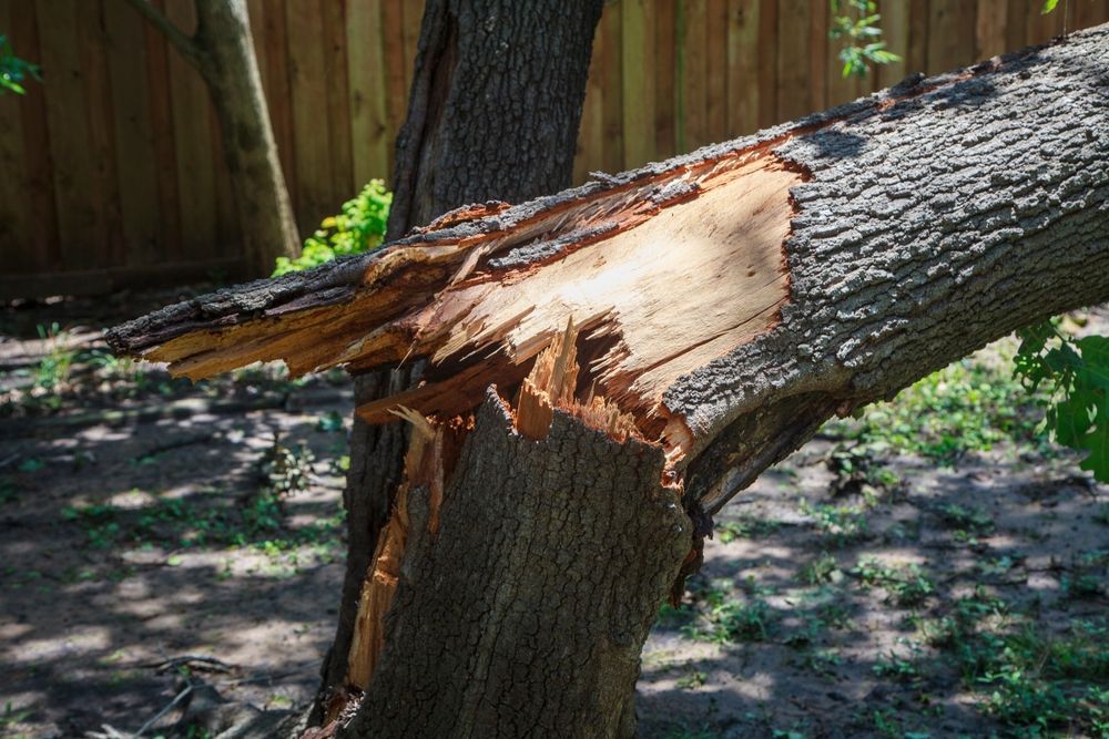 Broken tree branch, showing splintered wood, against a wooden fence in a grassy yard.