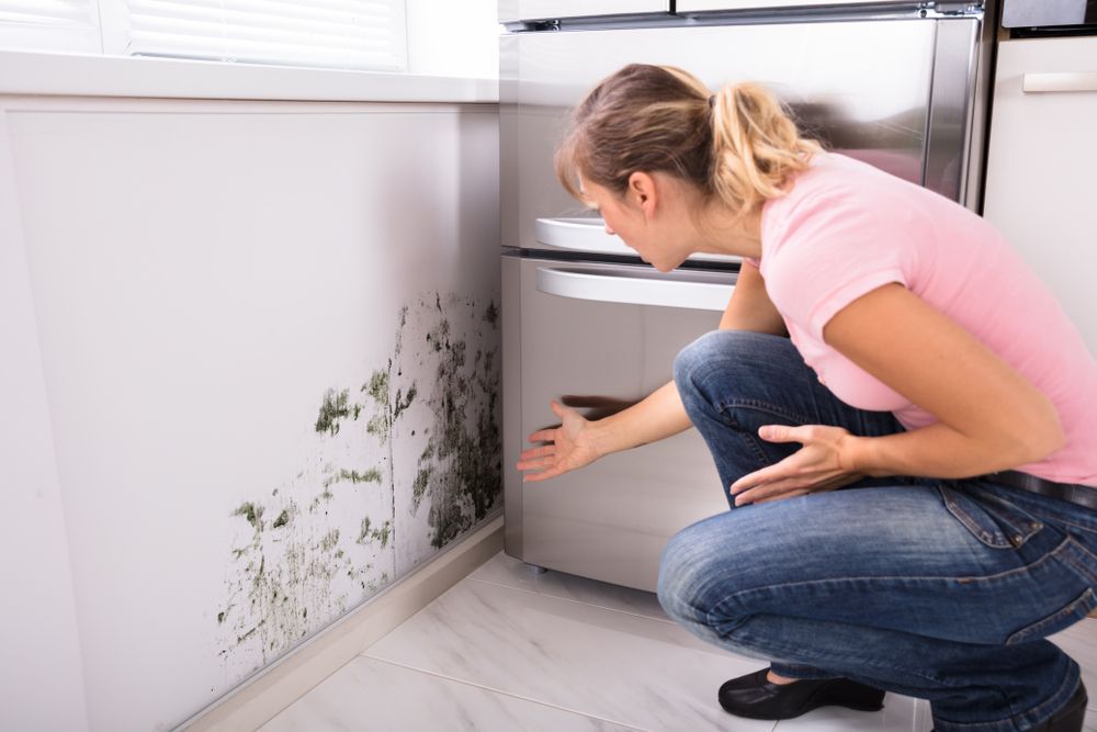A Woman Is Kneeling Down In A Kitchen Looking At Mold On The Wall — Lindfield’s Big Red Carpet Cleaning & Pest Control in Old Bar, NSW