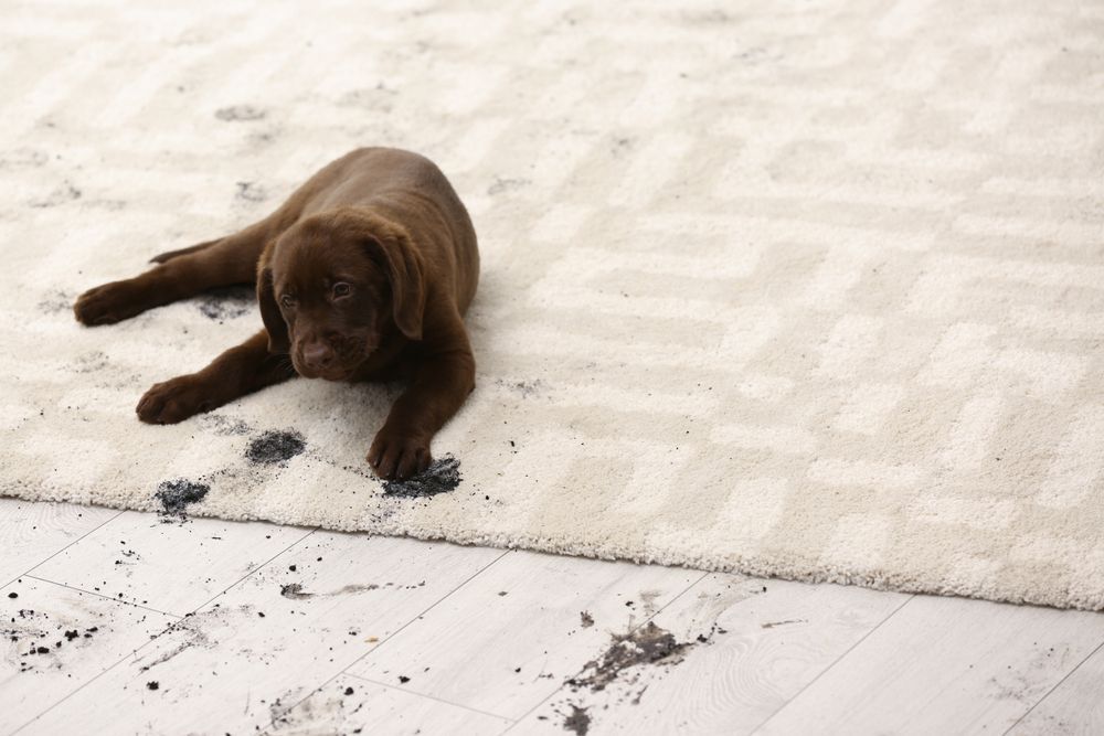 A Brown Puppy Is Laying On A Dirty Carpet — Lindfield’s Big Red Carpet Cleaning & Pest Control in Cundletown, NSW