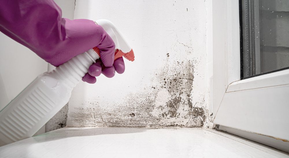 A Person Is Spraying Mold On A Wall With A Spray Bottle — Lindfield’s Big Red Carpet Cleaning & Pest Control in Cundletown, NSW