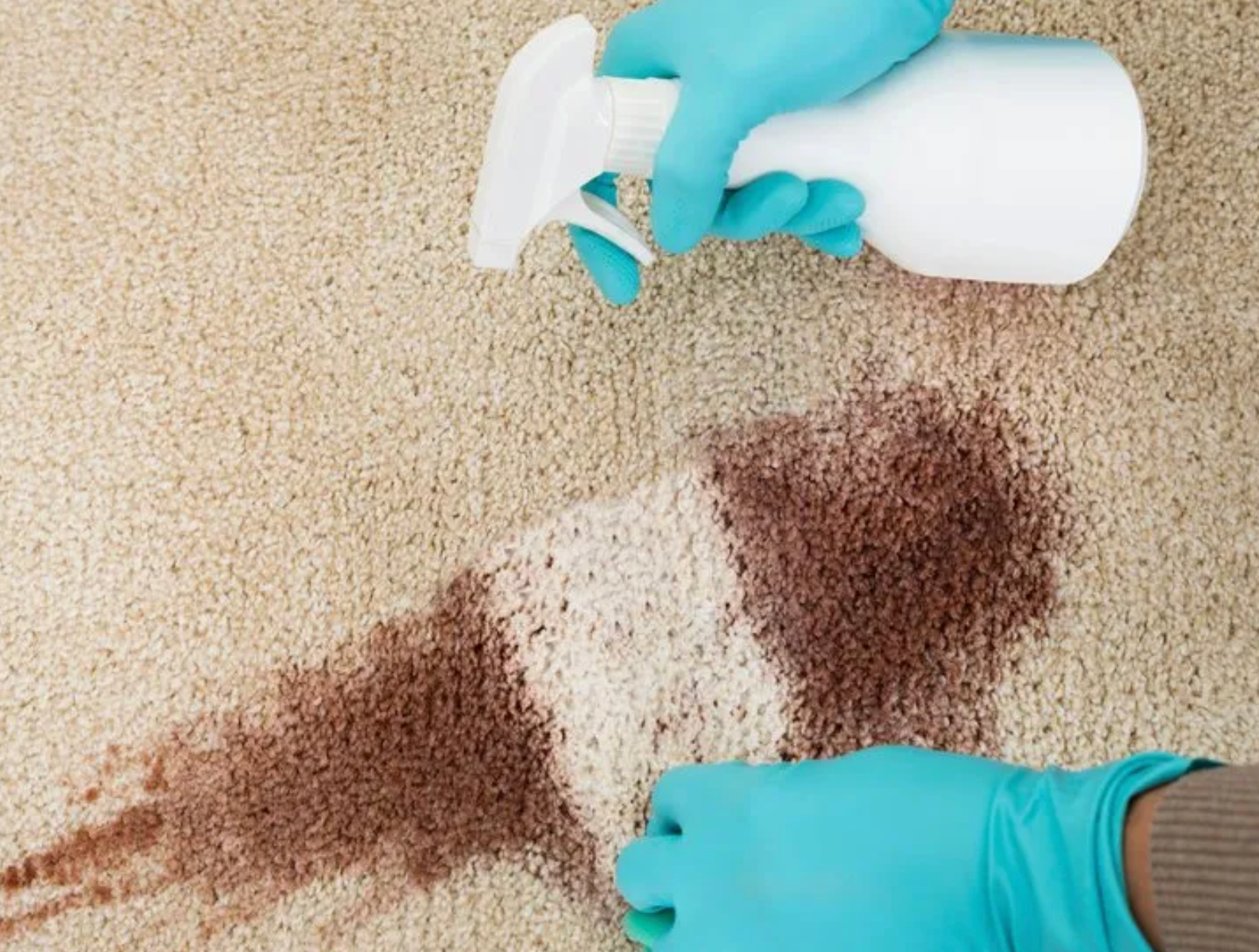 Two hands in blue rubber gloves spraying a cleaning solution onto a wine stained carpet.