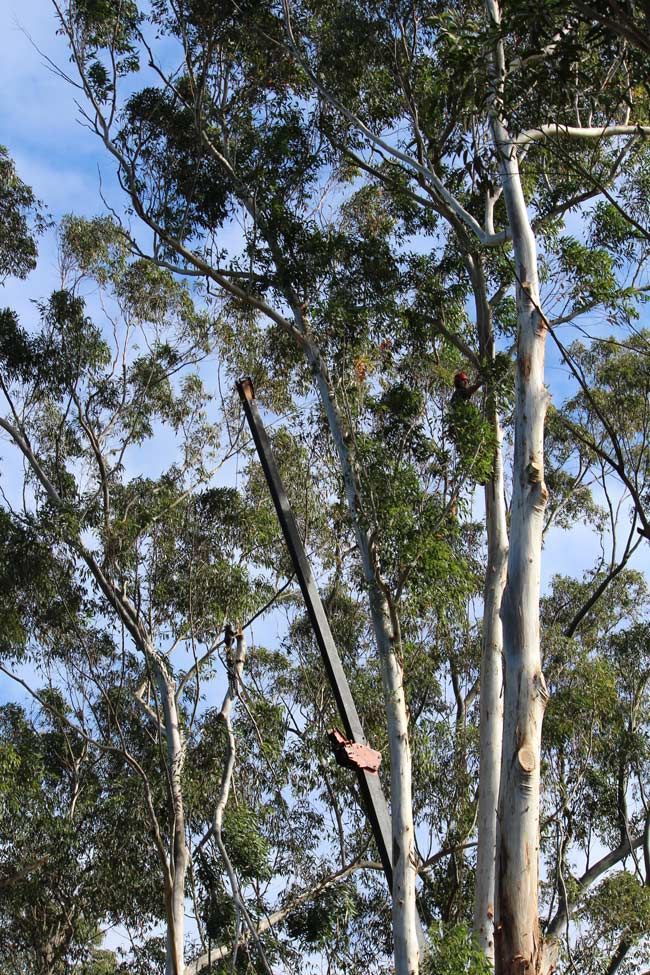 A Tree with A Crane Attached to It Is Being Cut Down — Hayden Tree Service In Toronto, NSW