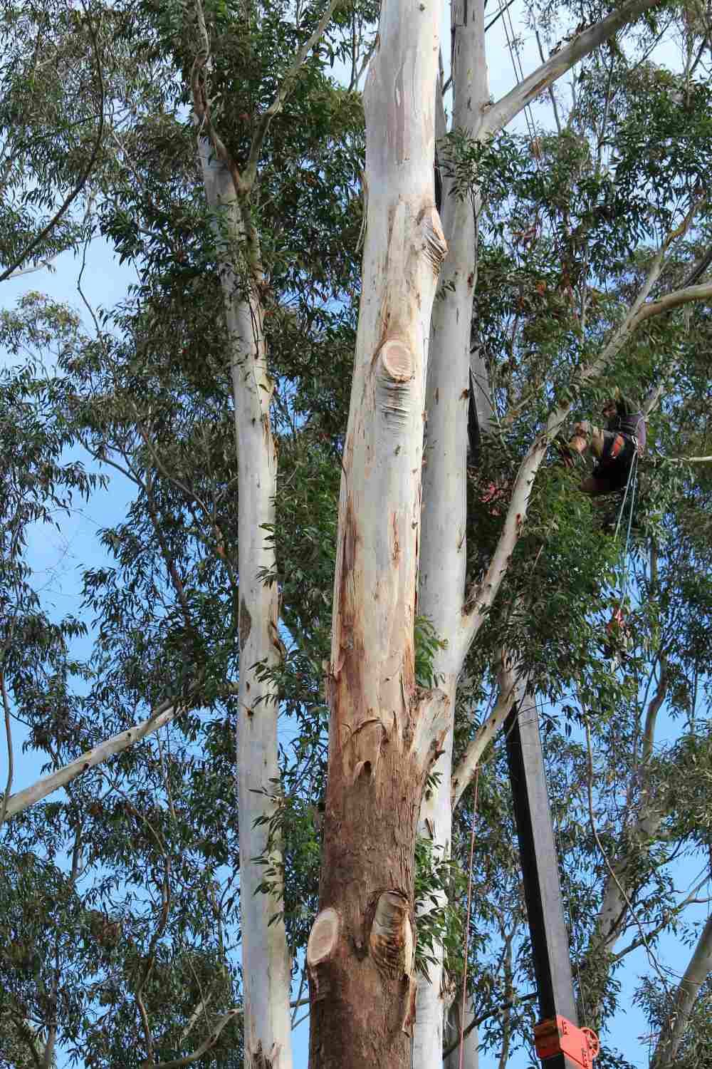 Arborist Cutting A Branches With Chainsaw — Hayden Tree Service In Cooranbong, NSW