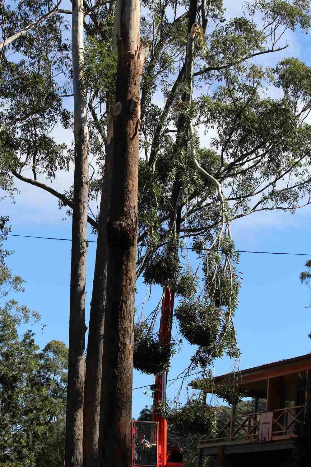Tree Cleaning And Maintenance — Hayden Tree Service In Cooranbong, NSW