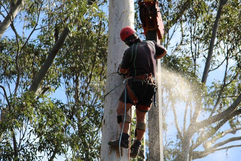 Big Trees — Hayden Tree Service In Cooranbong, NSW