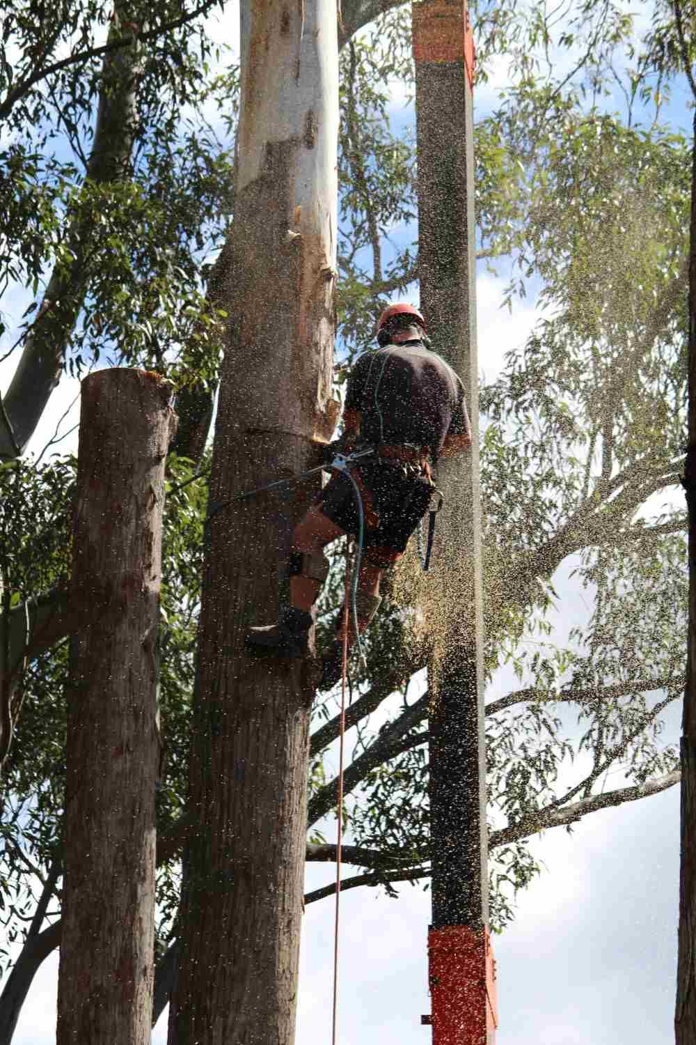 Tall Tree Cut in Half — Hayden Tree Service In Cooranbong, NSW