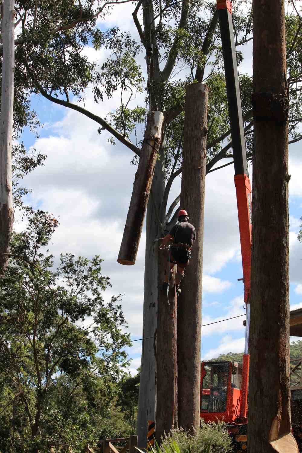 Workers Using Cranes to Cut Trees — Hayden Tree Service In Cooranbong, NSW