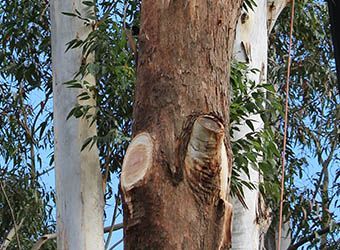 Tree Maintenance Worker Cutting Tree Branches — Hayden Tree Service In Cooranbong, NSW
