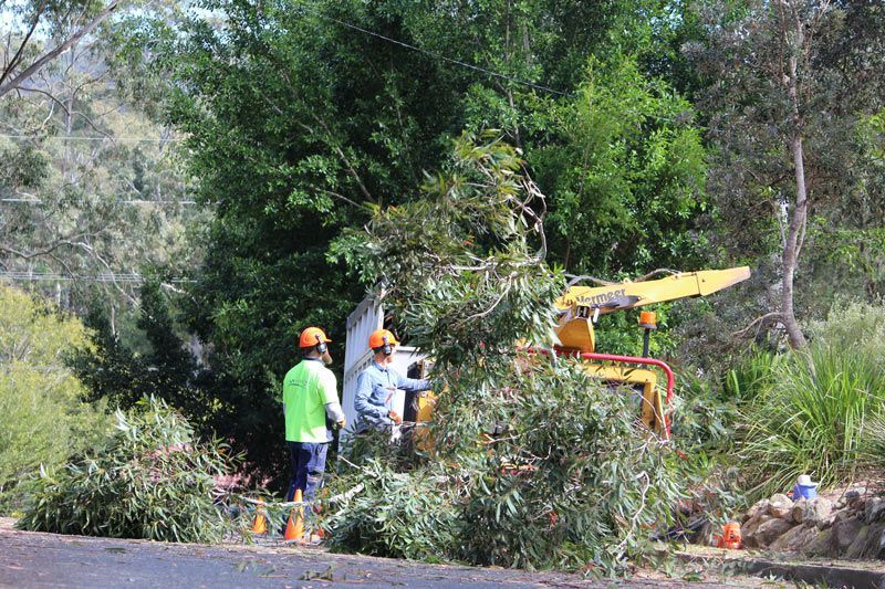 A Group of Men Are Standing — Hayden Tree Service In Toronto, NSW