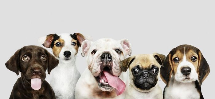 Five dogs of different breeds side-by-side on a light gray background; each with a unique expression.