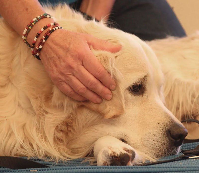 Golden retreiver receiving touch therapy