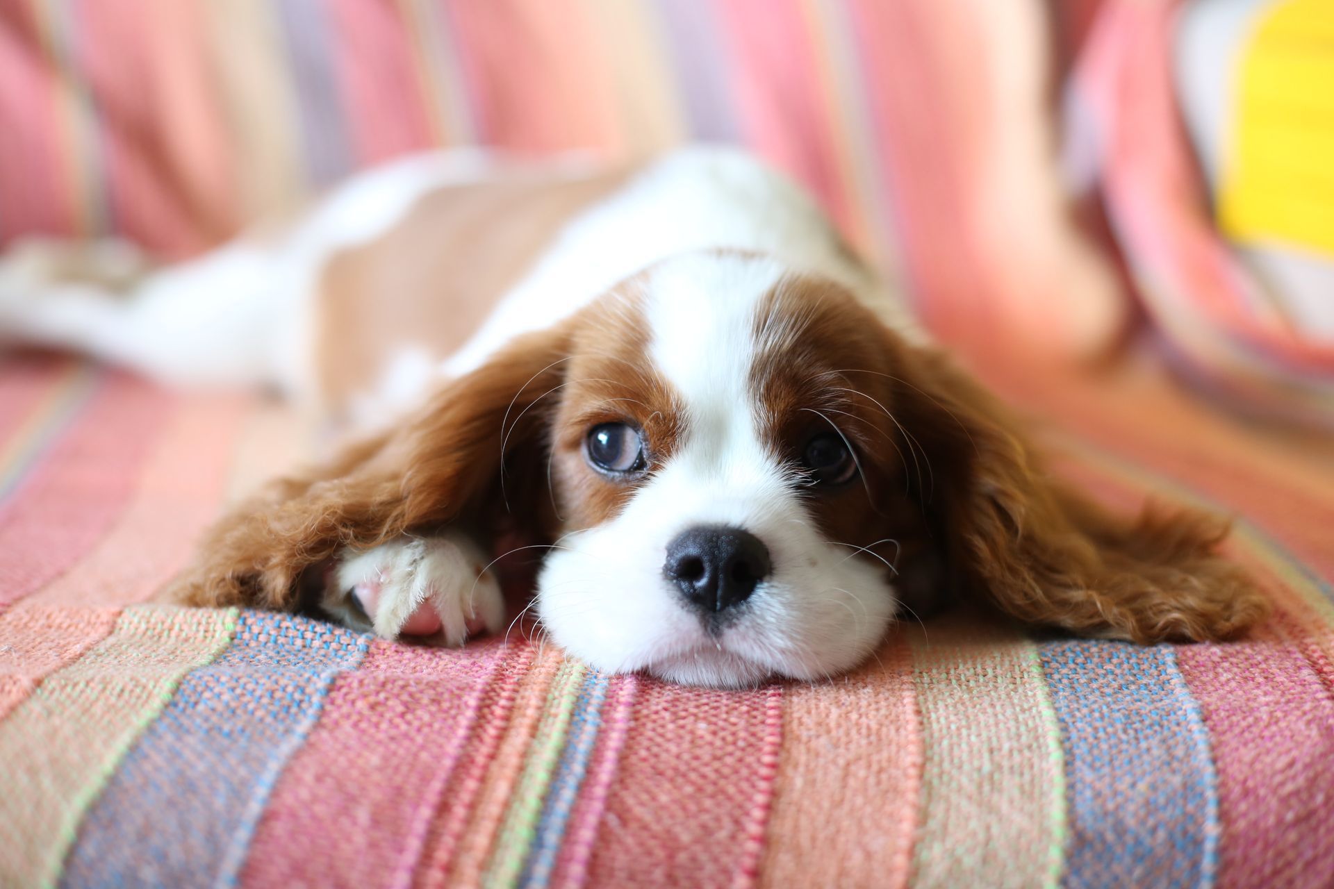 young spaniel on a sofa