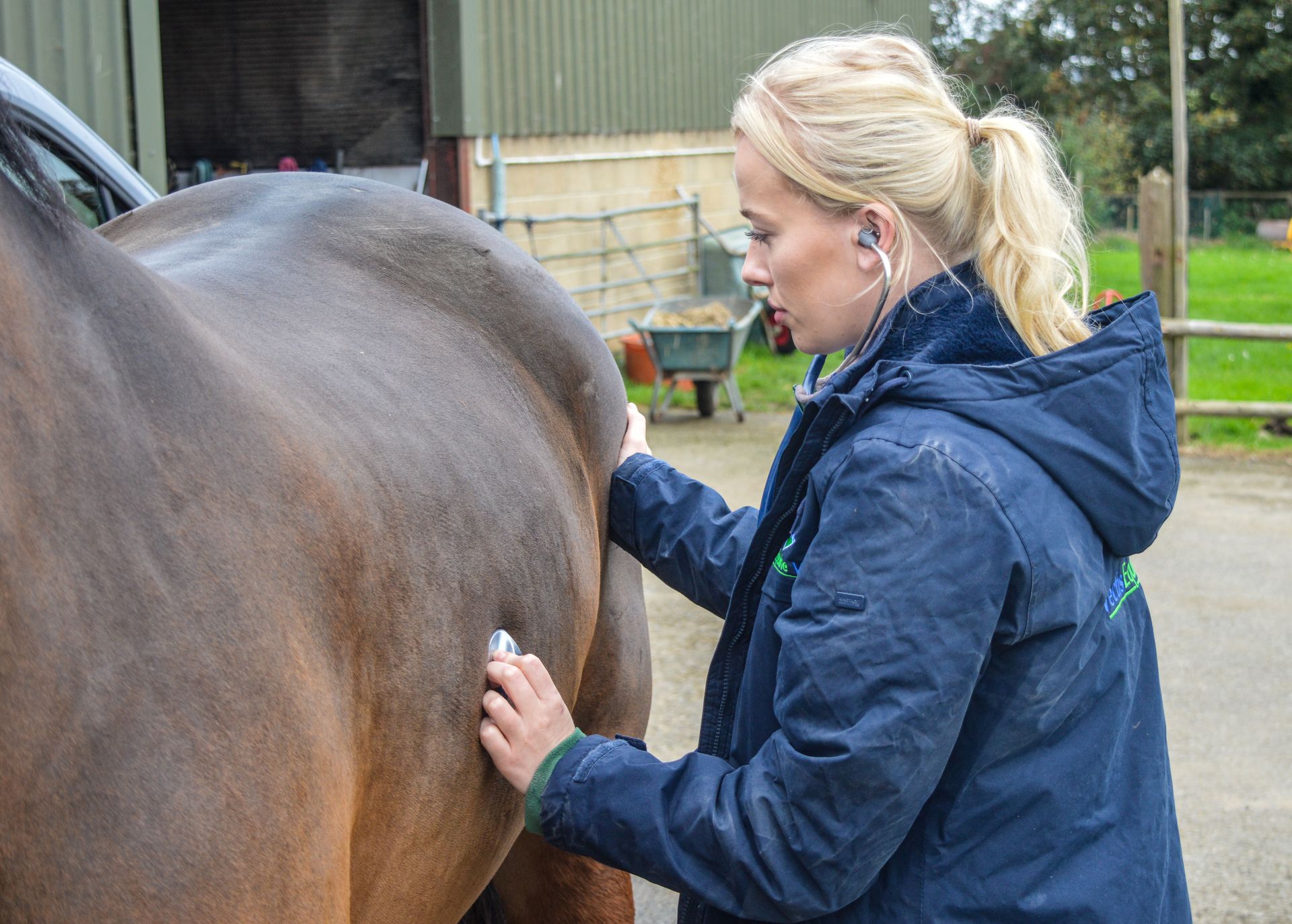 Vectis Equine Vet listening  to horse's chest with stethoscope