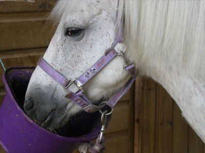 dental problems in equines