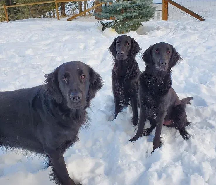 Pack of Flatcoated Retrievers in the snow