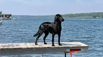 FlatCoated Retriever on a dock by the water