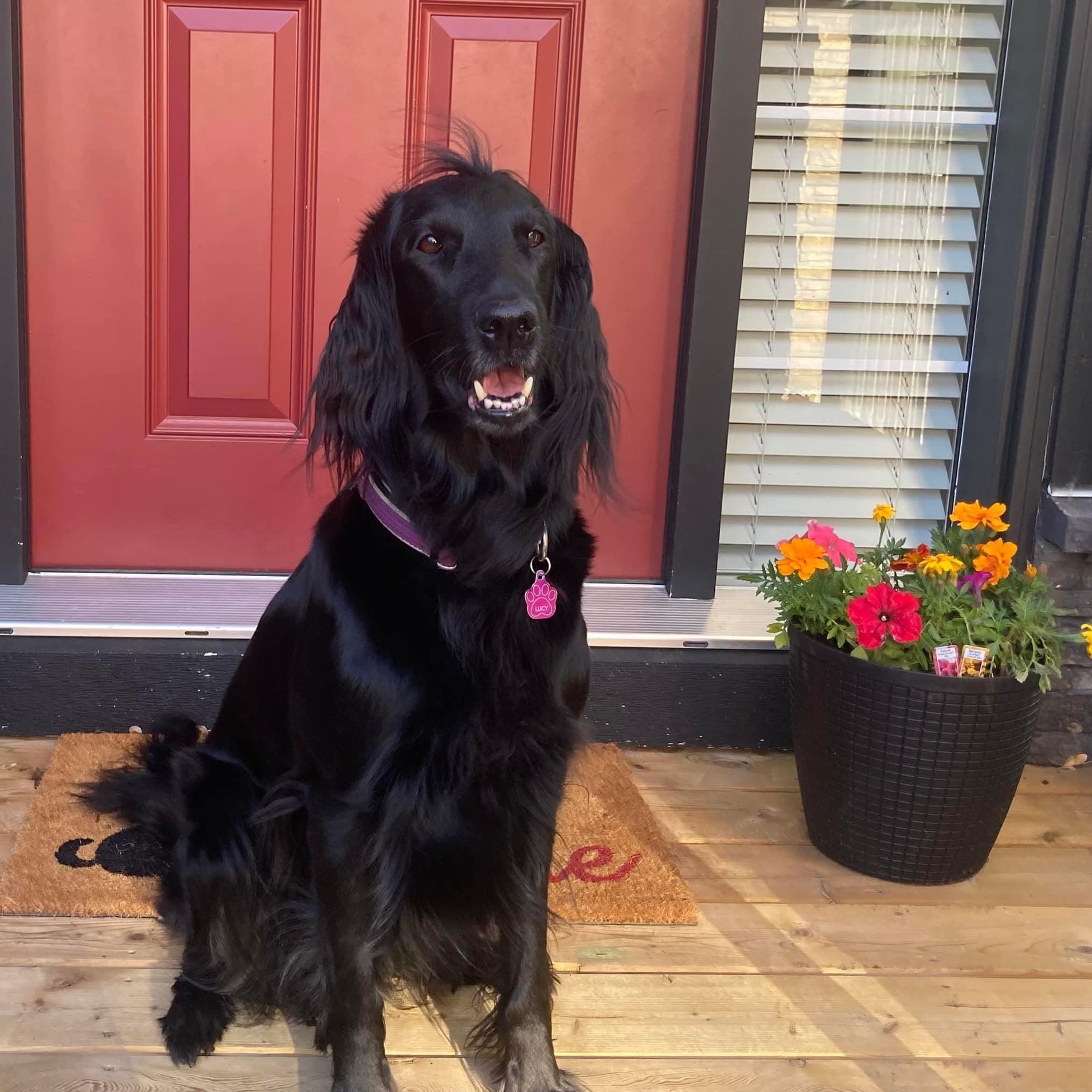 Highpoint Retriever Offspring in front of red door