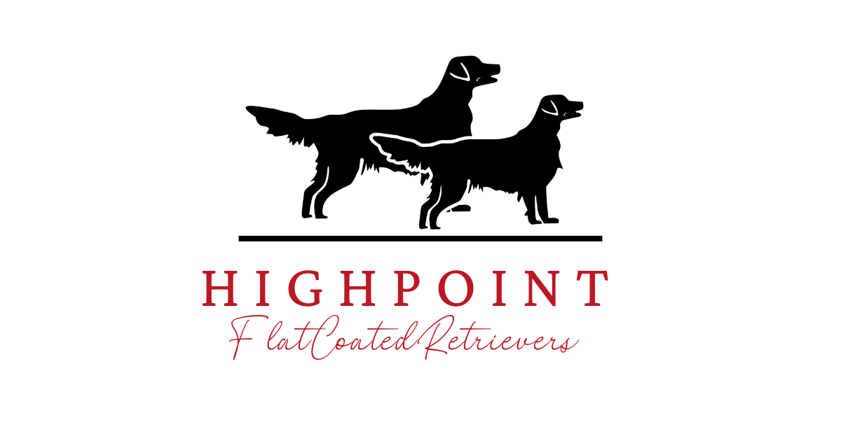 HighPoint FlatCoated Retrievers in BC