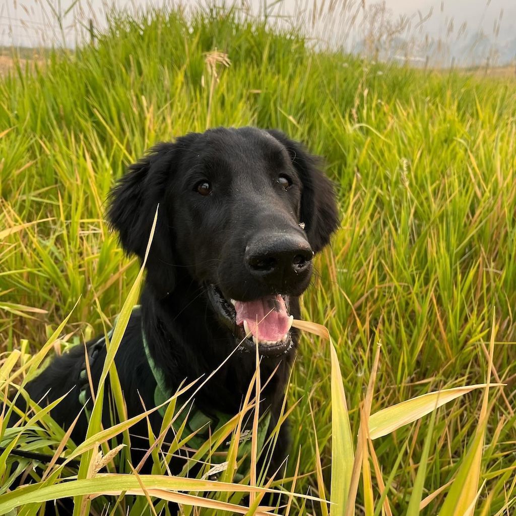 Highpoint Flatcoated Retriever Offspring in bushes