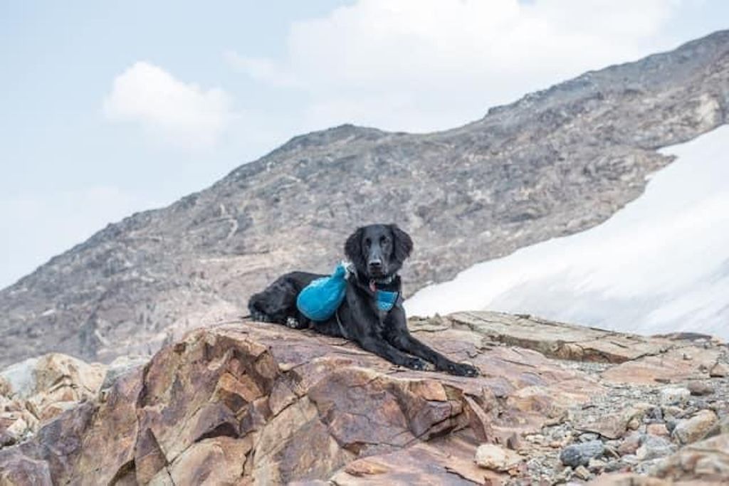 Highpoint Flatcoated Retrievers on Mountain Top
