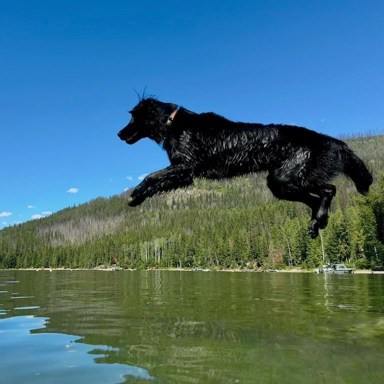 Highpoint Flatcoats offspring jumping off dock