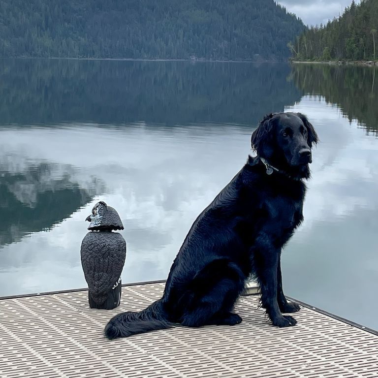 Highpoint Flatcoated Retriever offspring