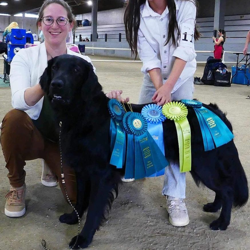 Highpoint Flatcoated Retriever offspring award winner