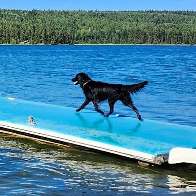 Highpoint Flatcoated Retrievers on dock