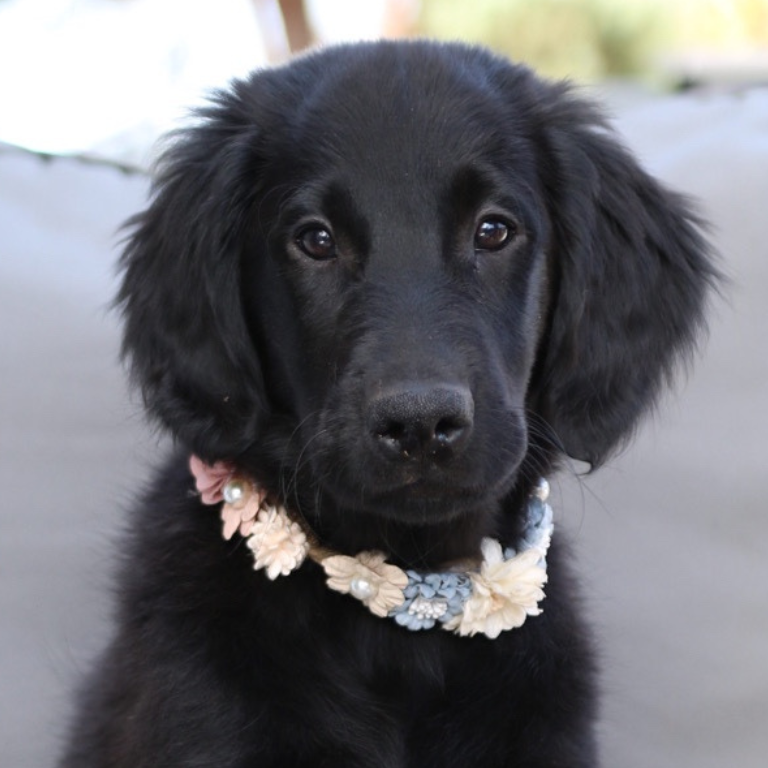 Flatcoated Retriever photo