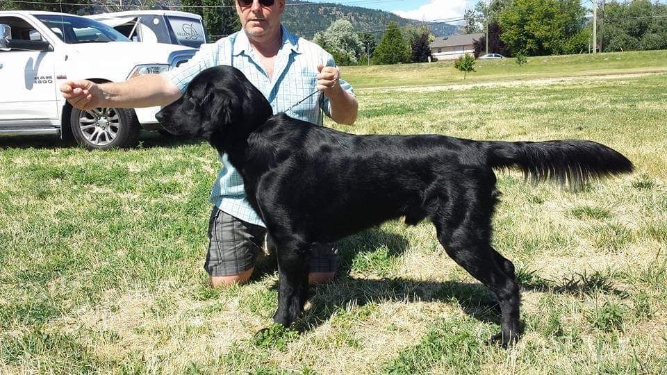 Man holding a black Flat-Coated Retriever on grass. The dog is standing, and they appear to be in an outdoor setting.