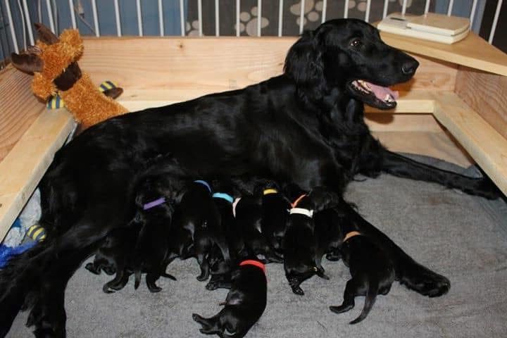 A flatcoated retriever dog is nursing her puppies in a wooden crate