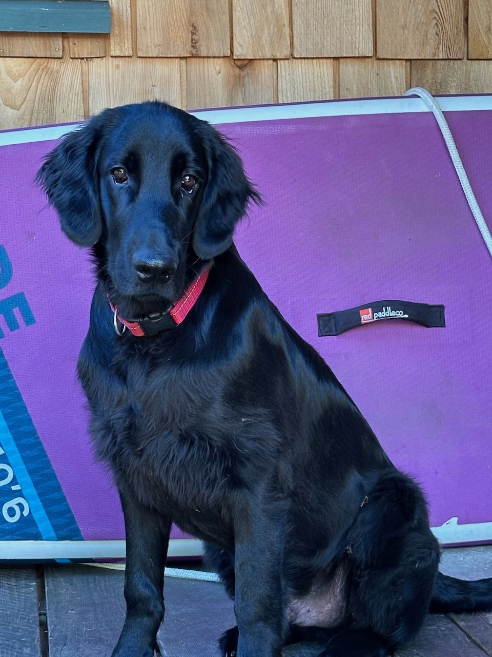 Black flatcoated retriever dog with a red collar sits on a wooden deck in front of a purple surface.