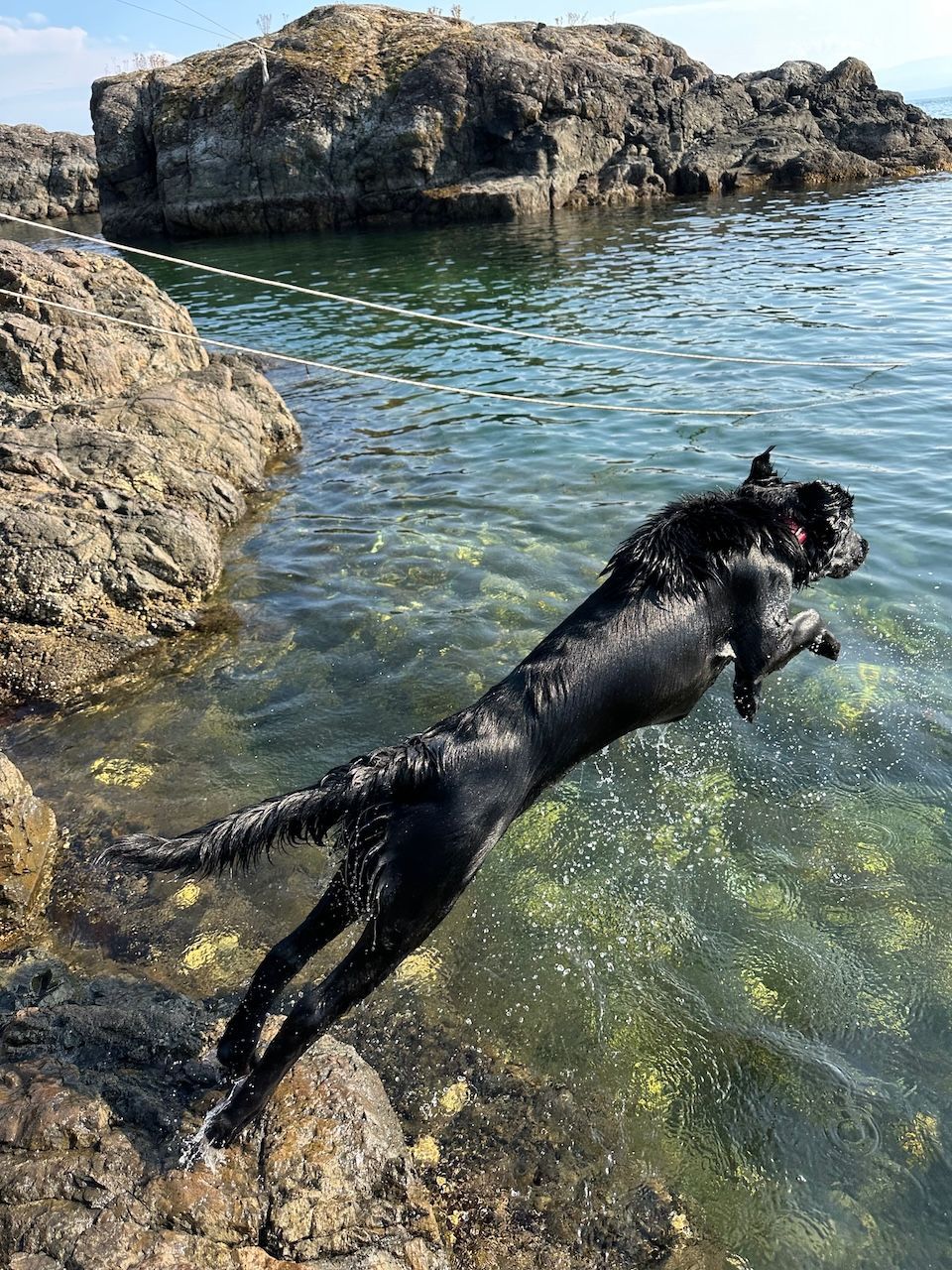 Black flatcoated retriever dog leaping into clear water from a rocky shore.