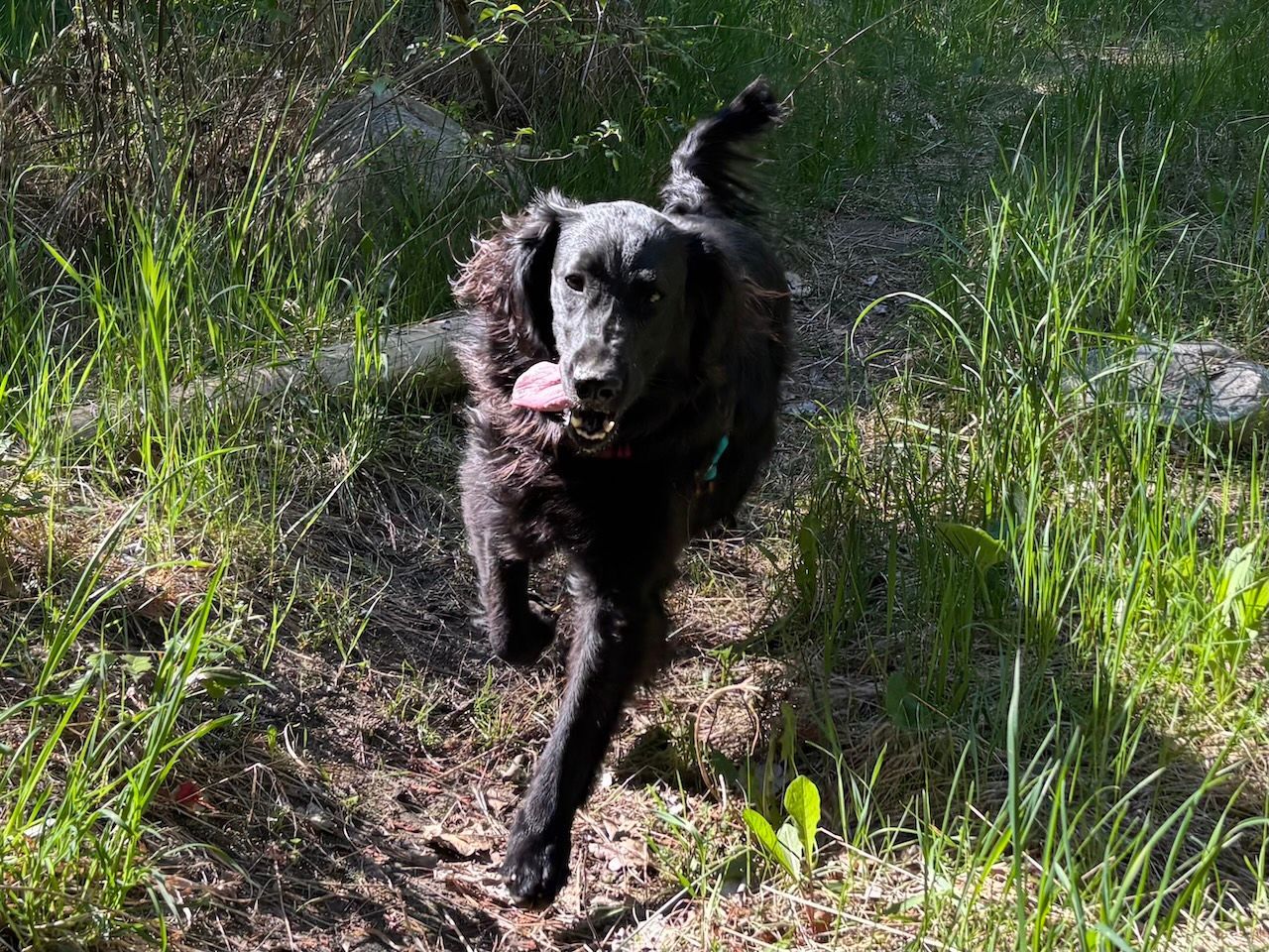 HighPoint Flatcoated Retrievers' offspring running