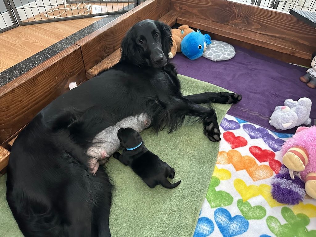 Flatcoated Retriever with newborn puppy